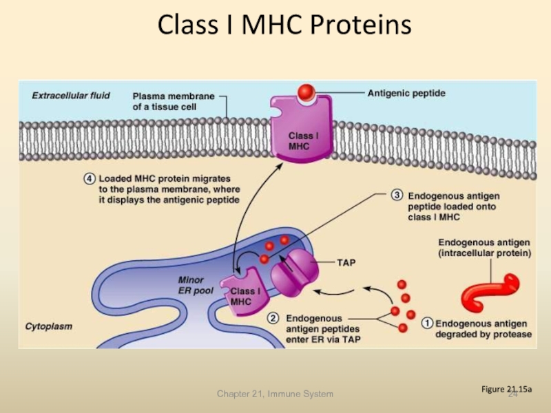 Chapter 21, Immune System Class I MHC Proteins Figure 21.15a