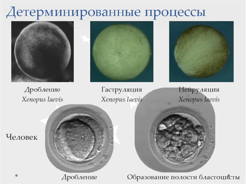 Процедура дробления. Недетерминированное и детерминированное дробление. Бластоциста Тип дробления. Процесс дробления.