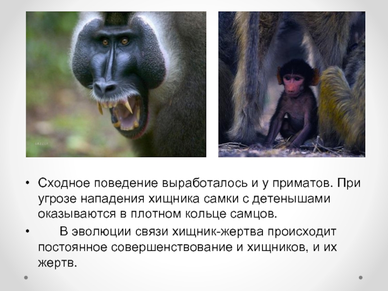 Сходное поведение выработалось и у приматов. При угрозе нападения хищника самки с детенышами оказываются в плотном кольце