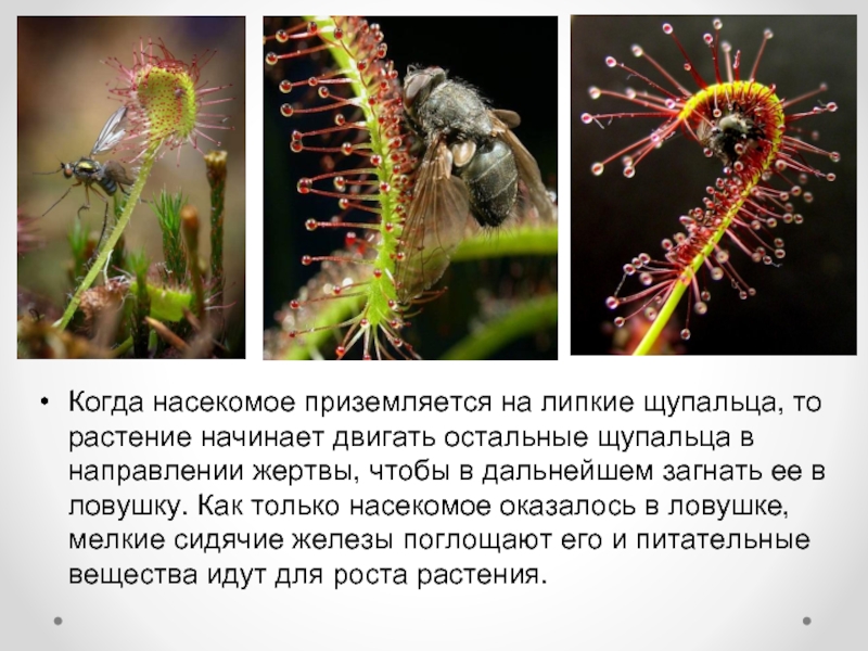 Когда насекомое приземляется на липкие щупальца, то растение начинает двигать остальные щупальца в направлении жертвы, чтобы в