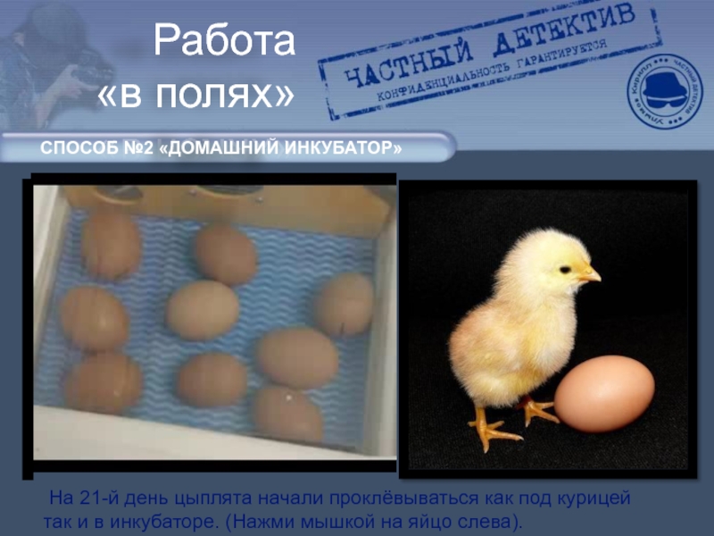 Питание будущего цыпленка. Инкубатор. Цыплята в инкубаторе. Цыплята в инкубаторе домашнем. Как получаются цыплята.