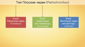 Тип Плоские черви. Класс Ресничные черви. Класс Сосальщики. Класс Ленточные черви