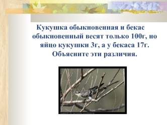 Кукушка обыкновенная и бекас обыкновенный весят только 100г, но яйцо кукушки 3г, а у бекаса 17г. Объясните эти различия.