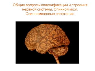 Общие вопросы классификации и строения нервной системы. Спинной мозг. Спинномозговые сплетения