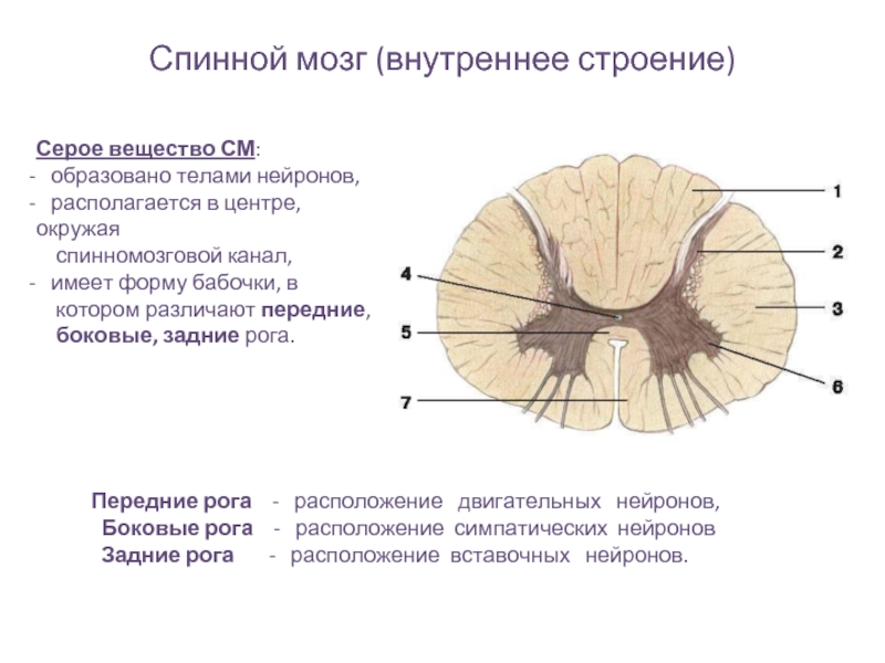 Спинной мозг (внутреннее строение) Серое вещество СМ:   образовано телами нейронов,