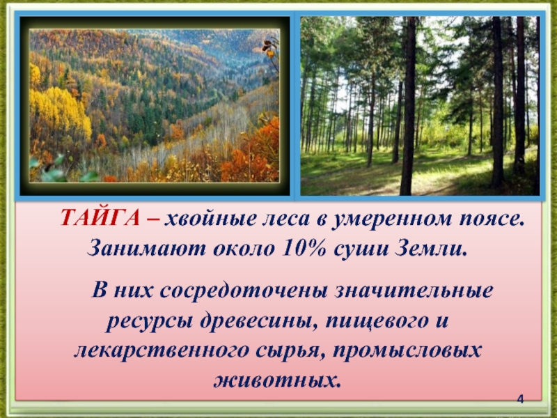 Леса умеренного пояса. Высказывания о тайге. Животные хвойных лесов умеренного пояса. Сочинение про тайгу. Тайга в умеренном поясе поясе.