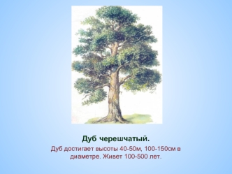 Дуб черешчатый.
Дуб достигает высоты 40-50м, 100-150см в диаметре. Живет 100-500 лет.