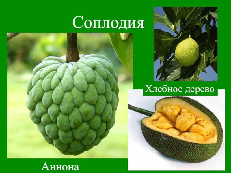 Простые плоды сложные плоды соплодия. Плод соплодие. Соплодие хлебного дерева. Соплодие примеры. Плод соплодие примеры.