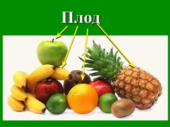 Строение плода у растений