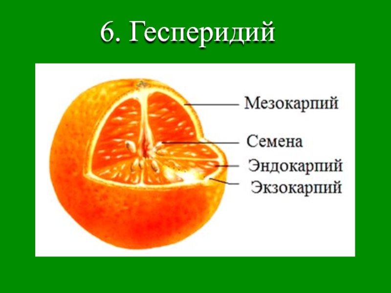 Мандарин схема. Померанец гесперидий. . Гесперидий (померанец) это плод. Гесперидий строение плода. Померанец строение плода.