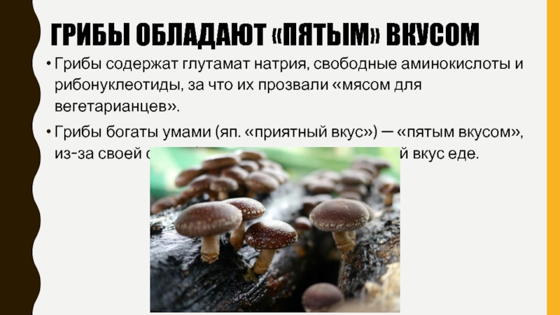 Грибница предложение. Грибы что содержат. Предложение про грибы. Продолжите предложение грибы содержат. Какими свойствами обладают грибы.