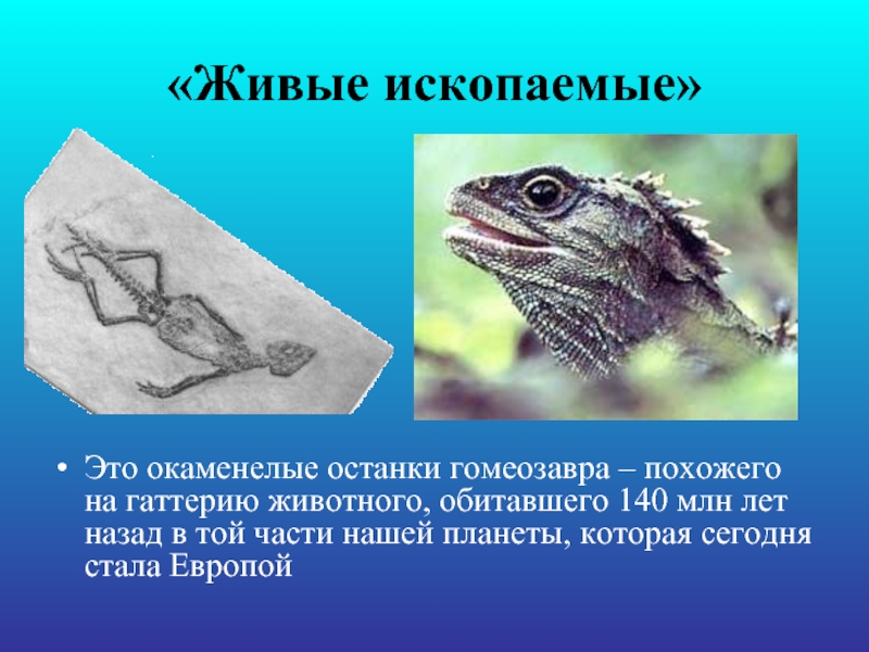«Живые ископаемые» Это окаменелые останки гомеозавра – похожего на гаттерию животного, обитавшего