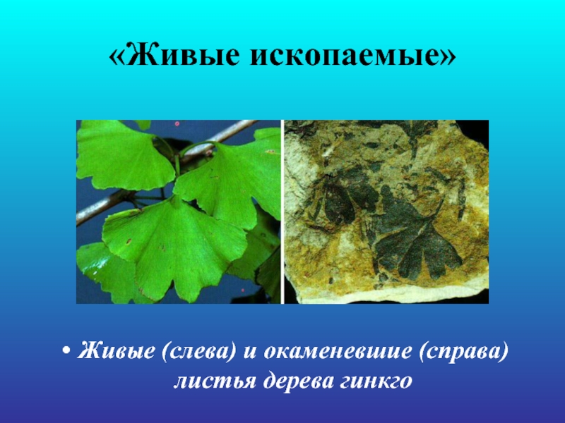 Живые (слева) и окаменевшие (справа) листья дерева гинкго  «Живые ископаемые»