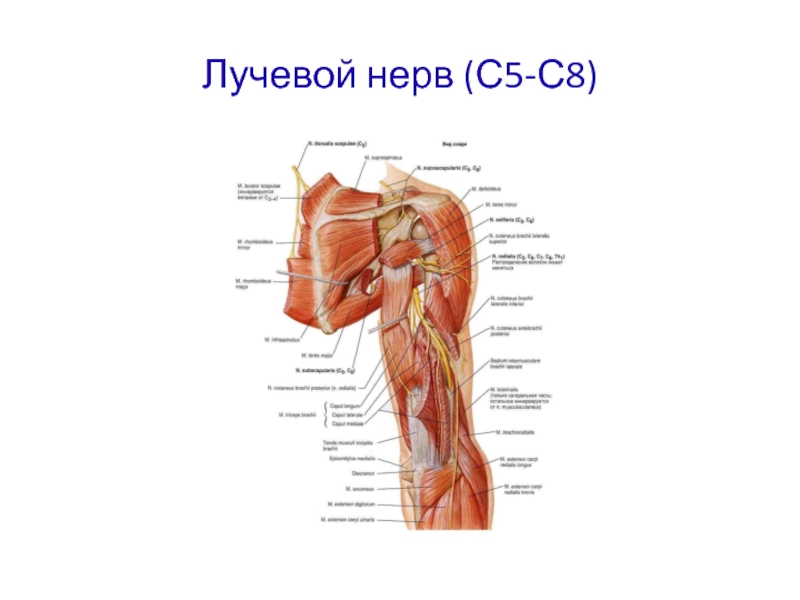 Лучевой нерв