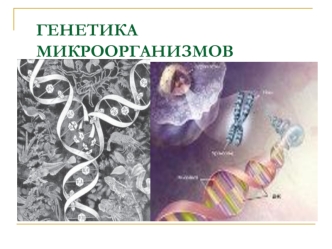 Генетика микроорганизмов