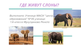 Где живут слоны