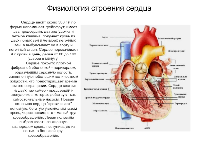 К какому классу относят животных строение сердца которых показано на рисунке