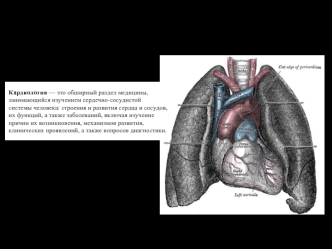 Кардиология. Физиология строения сердца