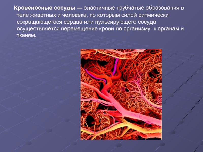 Кровеносная система сердце вены артерии капилляры. Аорта артерии артериолы капилляры. Соединительная ткань строение кровеносные сосуды. Соединительная ткань артерии. Кровь и кровеносная система человека.