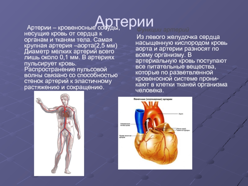 Презентация сердце и кровеносные сосуды