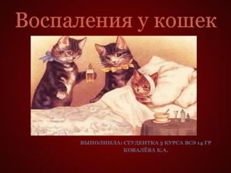 Воспаления у кошек