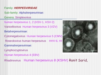 Герпесвирусы