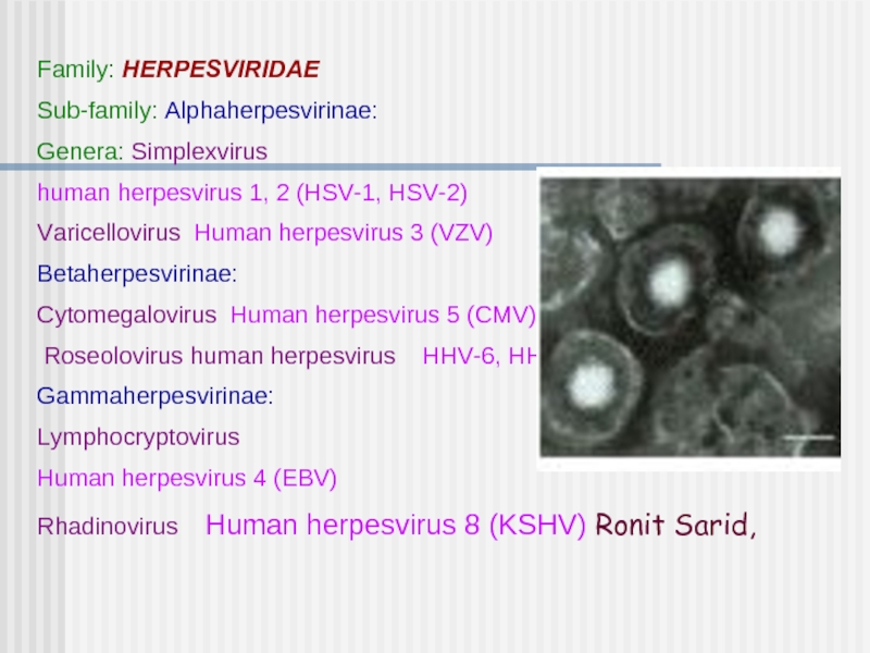 Family: HERPESVIRIDAESub-family: Alphaherpesvirinae:Genera: Simplexvirushuman herpesvirus 1, 2 (HSV-1, HSV-2)Varicellovirus Human herpesvirus