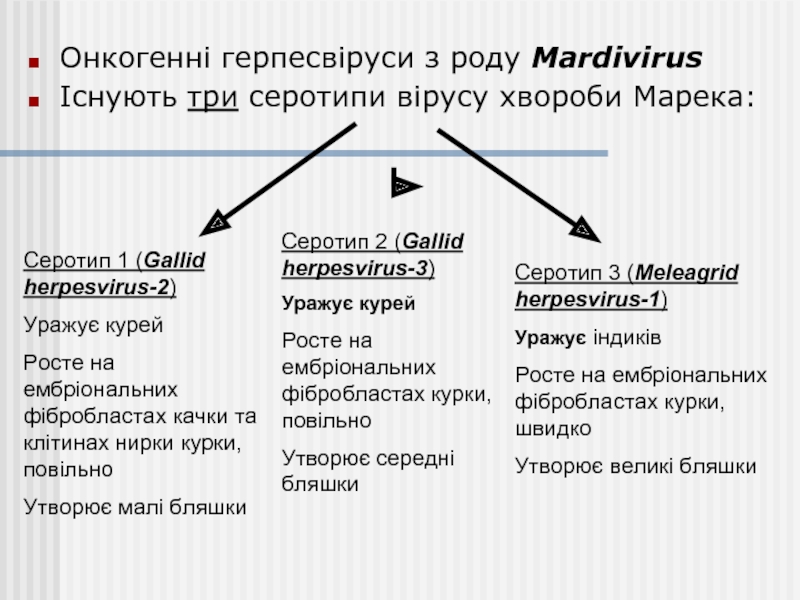 Онкогенні герпесвіруси з роду Mardivirus Існують три серотипи вірусу хвороби Марека: