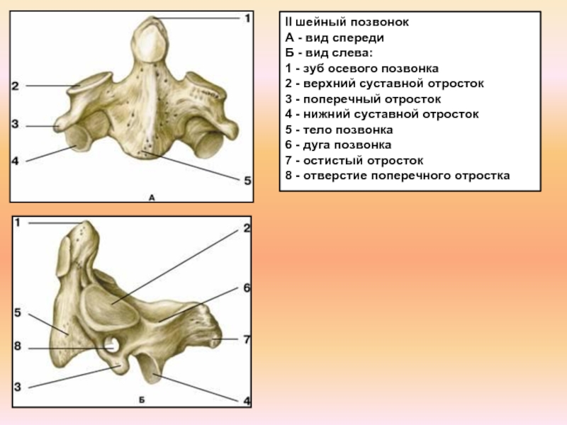 2 шейный позвонок анатомия рисунок