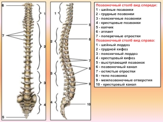 Позвоночный столб вид спереди