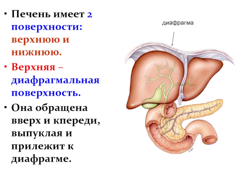 Печень физиология презентация