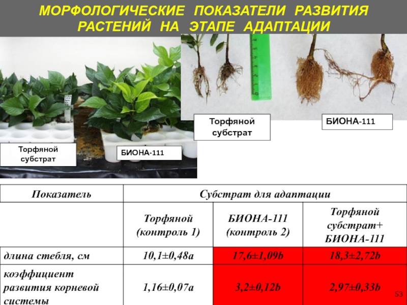 Практическая работа технологии выращивания растений. Морфологические показатели растений. Показатели развития растения. Растения растут в торфе. Этапы выращивания растений.
