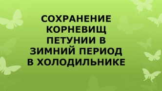 Сохранение корневищ петунии в зимний период в холодильнике