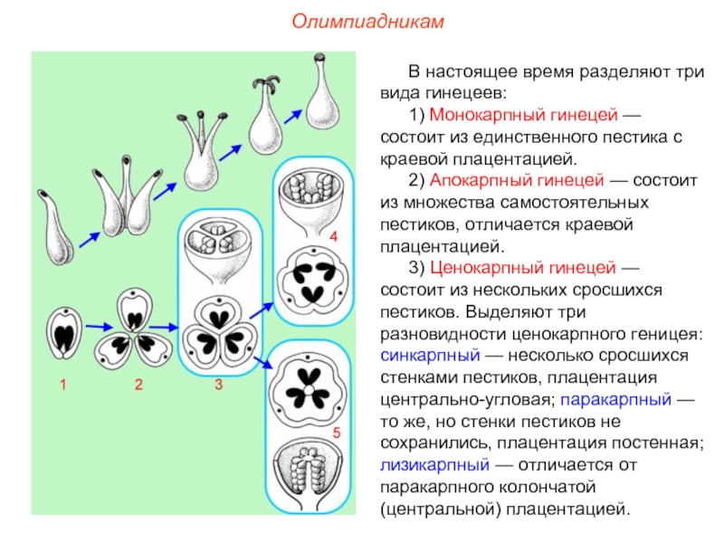 Апокарпный гинецей рисунок