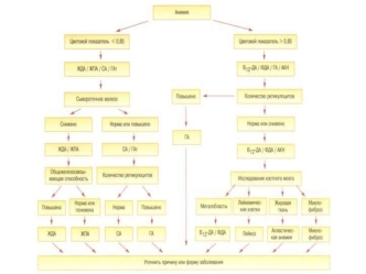 Необходимые исследования для дифференциальной диагностики анемий