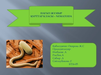 Нағыз жұмыр. Құрттар класы – nematoda