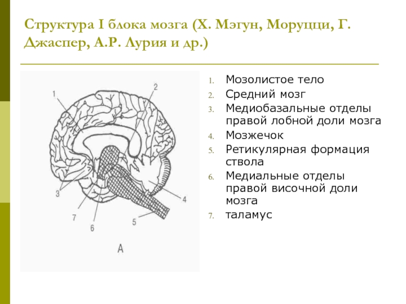 Структура I блока мозга (Х. Мэгун, Моруцци, Г. Джаспер, А.Р. Лурия и др.) Мозолистое тело Средний мозг