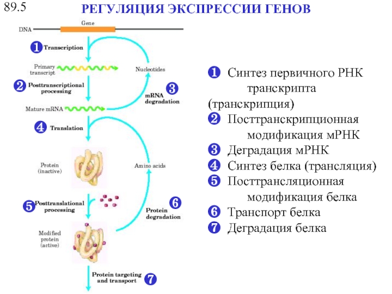 Установите последовательность этапов посттрансляционной модификации. Посттрансляционный модификации РНК. Посттранскрипционные модификации. Посттранскрипционные модификации белков. Синтеза первичного РНК-транскрипта.