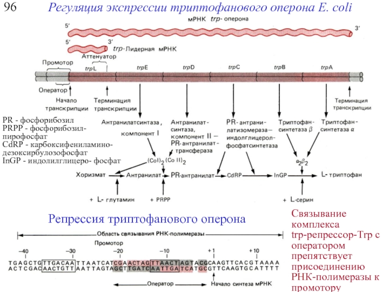 Триптофановый оперон схема