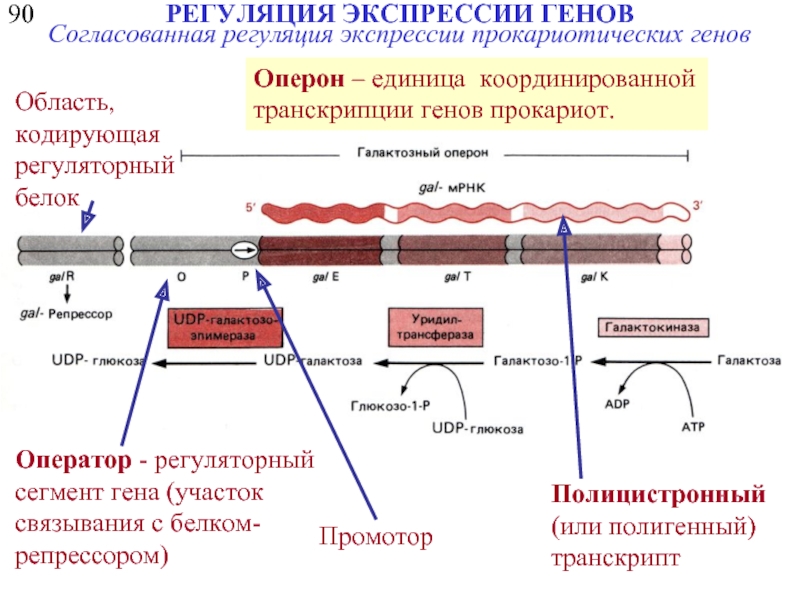 Схематическое изображение гена