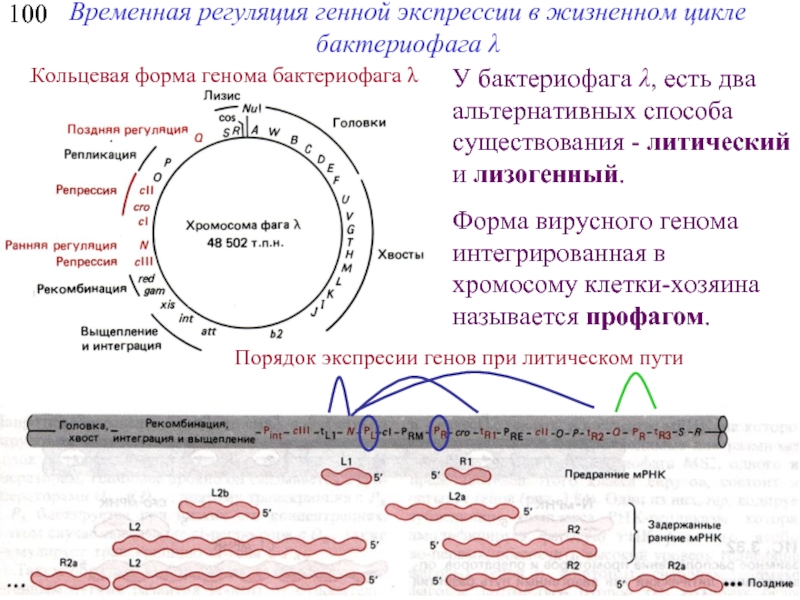 Лизогенный цикл. Жизненный цикл литического бактериофага. Лизогенный цикл бактериофага это. Регуляция экспрессии фага лямбда. Цикл развития бактериофага.