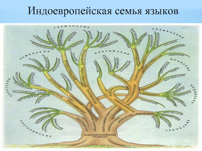 Индоевропейская языковая семья презентация