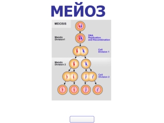 Мейоз. Процесс деления половых клеток