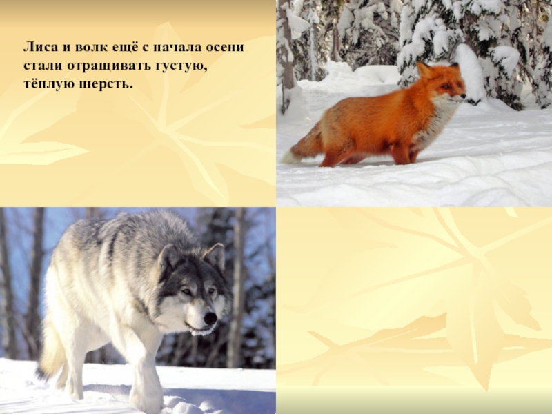Лиса провела волка. Лиса и волк готовится к зиме. Волк готовится к зиме. Волк и лиса. Лисы и волки зимой.