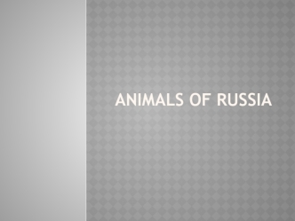 Animals Of Russia