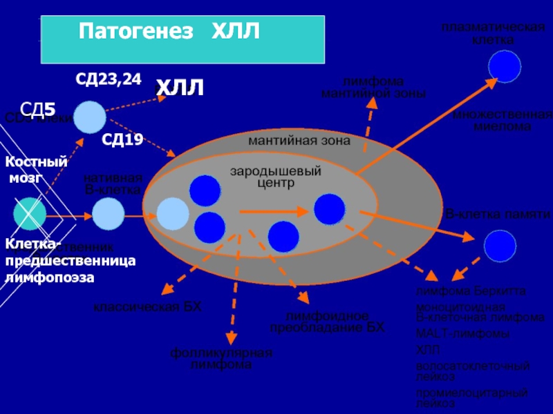 Патогенез хронического лимфолейкоза схема