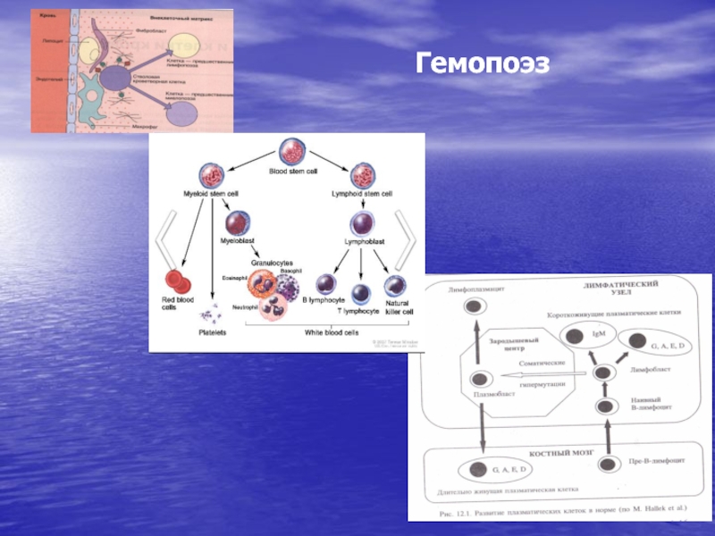 Средства влияющие на гемопоэз презентация