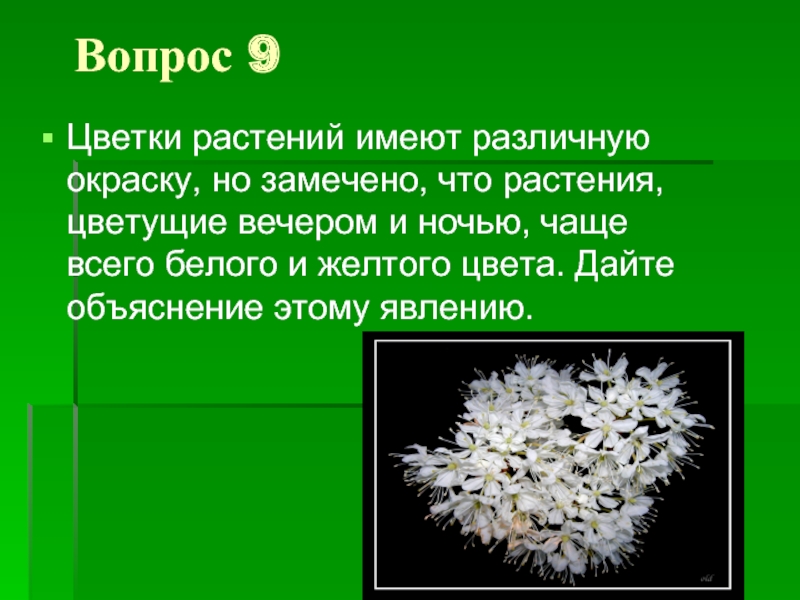 Вопросы по цветочкам. Растения имеющие цветки. Растении с объяснением. В цветках различных растений имеется. Цветки растений имеют различную окраску но замечено что растения.