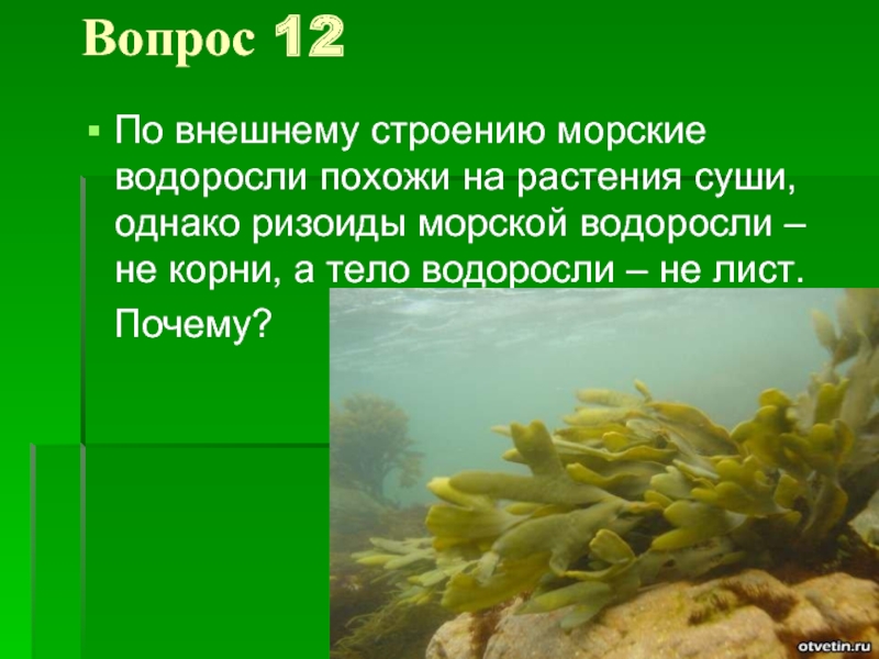 Водоросли корень. По внешнему строению морские водоросли похожи на растения суши. Корни водорослей. Сообщение на тему водоросли суши. Сообщения о растения суши.