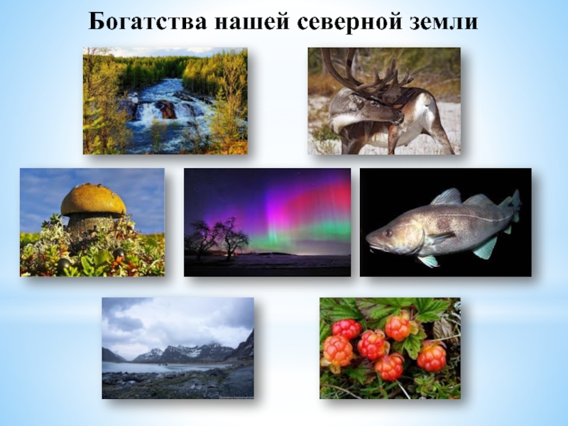 Россия живая неживая природа